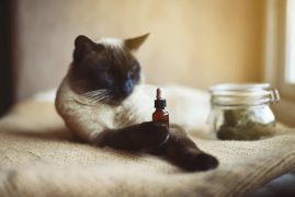 Conseils pour bien calculer le dosage de CBD à donner à votre chat