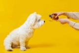 Conseils pour calculer le bon dosage de CBD pour votre chien