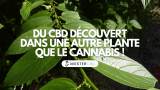 Des scientifiques brésiliens découvrent du CBD dans une autre plante que le cannabis