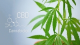 Quels sont les effets et bienfaits potentiels des fleurs de CBD ?