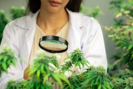 Étude révolutionnaire : les extraits de cannabis provoquent la mort des cellules du mélanome