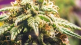 Fleur CBD Bio : pourquoi privilégier une culture naturelle et où les acheter ?