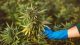 La fleur de CBD, c’est quoi exactement ? 