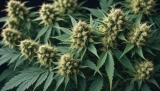 Fleur CBD pas cher : comparateur des meilleurs prix pour acheter vos fleurs de qualité