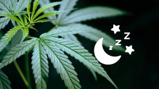 Quelle fleur de CBD choisir pour mieux dormir ?