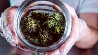 Les 6 meilleures fleurs CBG (Cannabigérol) en 2025