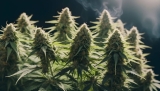 ​​Les fleurs de cannabis exclues du programme médical en France