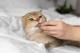 Les meilleures friandises au CBD pour vos chats