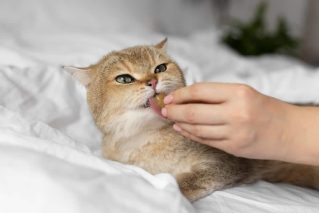 Les meilleures friandises au CBD pour vos chats