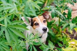 Les meilleures friandises enrichies au CBD pour vos chiens