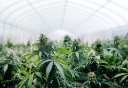 Utiliser du CBD pour arrêter le THC : mythe ou réalité ?