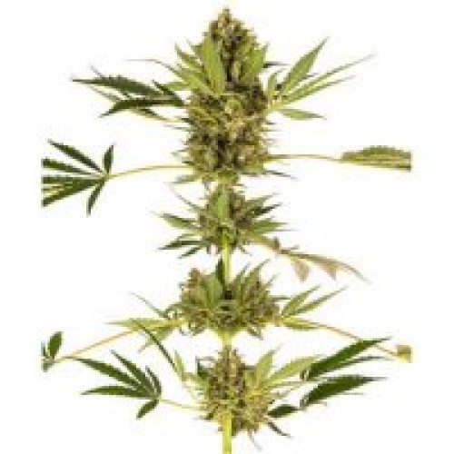 Himalayan CBD féminisée (Sensi Seeds)