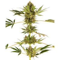 himalayan-cbd-féminisée-xl-sensi himalayan-cbd-féminisée-xl-sensi