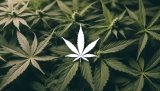 Le célèbre code « 420 » et ses origines