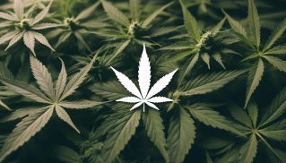 Le célèbre code « 420 » et ses origines