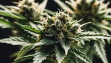 What is the THC Content in CBD Flowers?