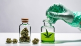 How to Extract CBD Oil?
