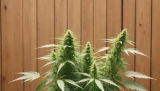 How to Grow CBD Hemp Seeds? All Steps Explained