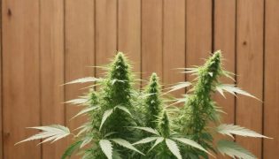 How to Grow CBD Hemp Seeds? All Steps Explained