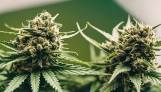How To Tell CBD Flower From Weed? The Differences Explained