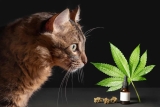 Les 5 meilleures huiles de CBD pour votre chat en 2025