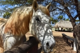 Quelle est la meilleure huile de CBD pour votre cheval ?