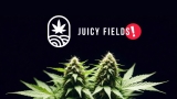 Juicy Fields: The Incredible Scam in the Cannabis Industry