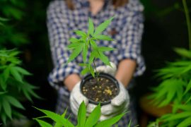 Un kit pour faire pousser du CBD légalement ? Hortus Focus l’a fait !