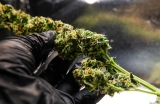 Légalisation du cannabis en Allemagne : c’est peut-être pour cette année avec un vote fin février