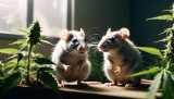 Les rats à la Nouvelle-Orléans, un vrai cauchemar pour les stocks de cannabis saisis