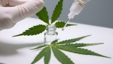 Malgré la nouvelle loi, la légalisation du cannabis fait toujours débat en Allemagne