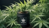 Le marché douteux du CBD sur Amazon : ce que les consommateurs doivent savoir