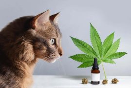 Les différents produits et les marques de qualité pour acheter le meilleur CBD pour chat