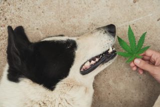 Les marques de qualité pour acheter le meilleur CBD pour chien