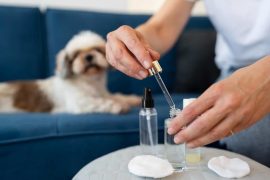 Les 10 meilleures huiles de CBD pour votre chien en 2024