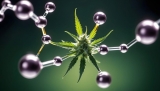 Las tiendas para comprar el mejor H4CBD en España