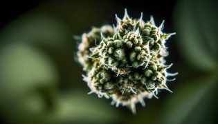 Las tiendas para comprar el mejor THC-V en España