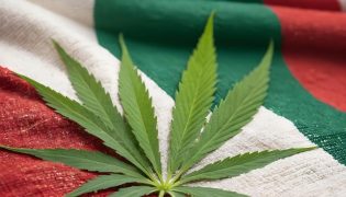 CBD México: las mejores marcas mexicanas para conseguir productos de cannabidiol