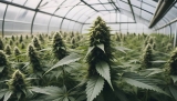 Semillas CBD: Compra semillas de marihuana CBD certificadas sin THC en 2025