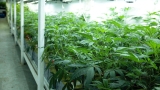 Tout savoir sur la culture des fleurs de CBD