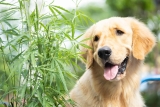 Où acheter du CBD pour chien ? Le guide pour savoir comment faire !