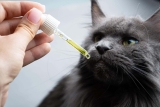 Où acheter du CBD pour chat et comment bien le faire ?