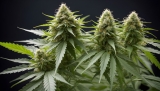 Parrainer un plant de CBD bio et local : une alternative innovante