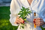 Des pesticides naturels à base de cannabinoïdes