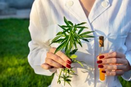 Des pesticides naturels à base de cannabinoïdes