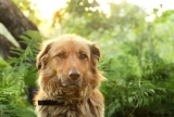 Peut-on donner du CBD à un chien ? 5 vérités avant de vous lancer !