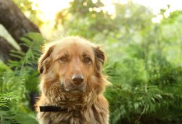 Peut-on donner du CBD à un chien ? 5 vérités avant de vous lancer !