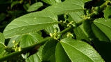 Planta brasileira produz canabidiol sem substância psicoativa da cannabis