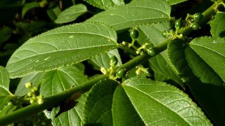 Planta brasileira produz canabidiol sem substância psicoativa da cannabis