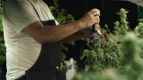 Des plants de cannabis découverts dans un jardin communautaire à Etampes